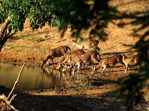 Yala Leopard Mobile Camp Hotel Exterior photo